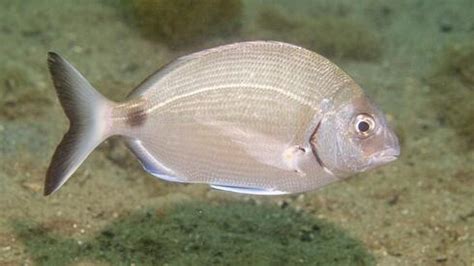 biting fish|Fish bites: the sargo's teeth are a menace to Israeli .